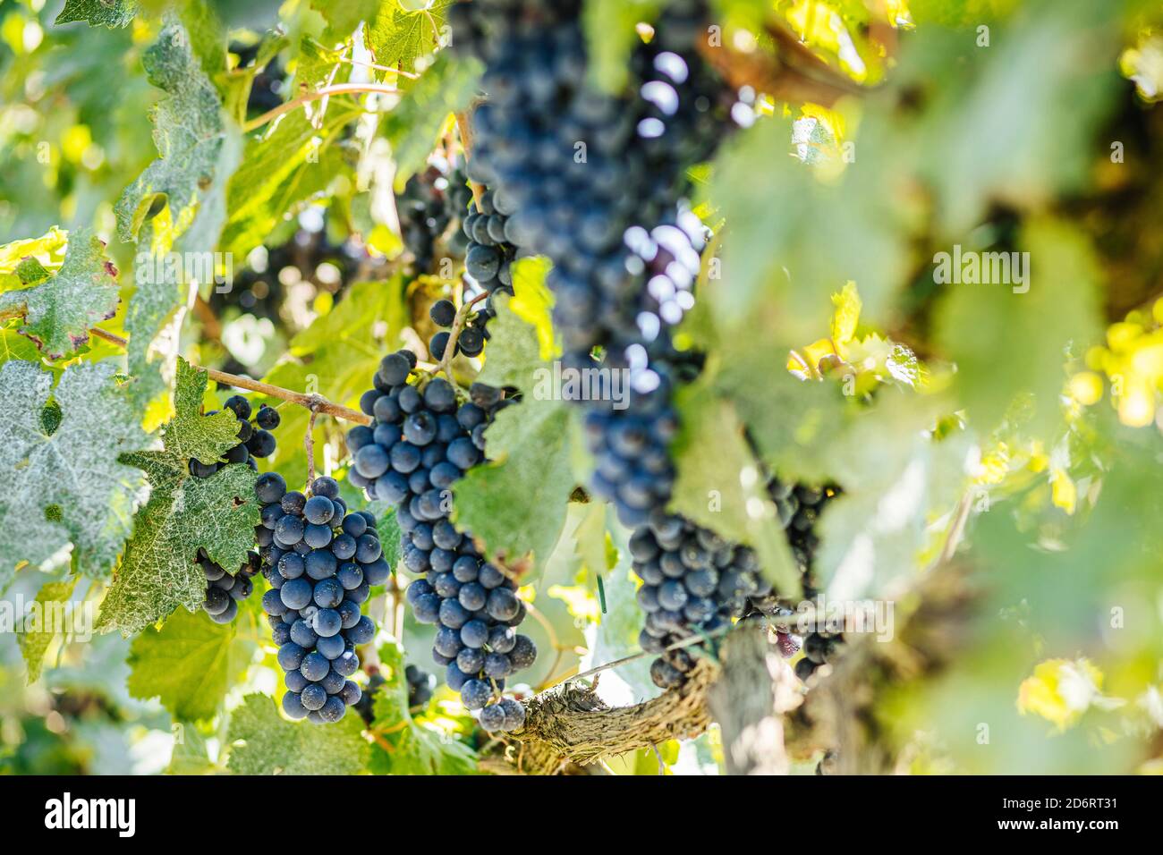 Petits pains brillants de raisins frais poussant sur la vigne avec mince brindilles et feuilles piqueurs dans les plantations de vignobles Banque D'Images