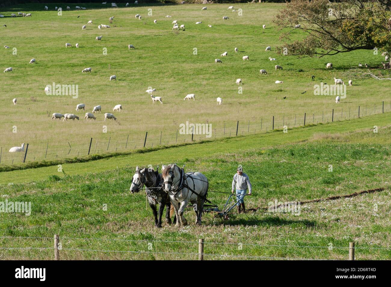 Couple de chevaux lourds de Percheron britannique tirant une charrue dans le parc national de South Downs, avec des moutons de pâturage, West Sussex, Royaume-Uni Banque D'Images
