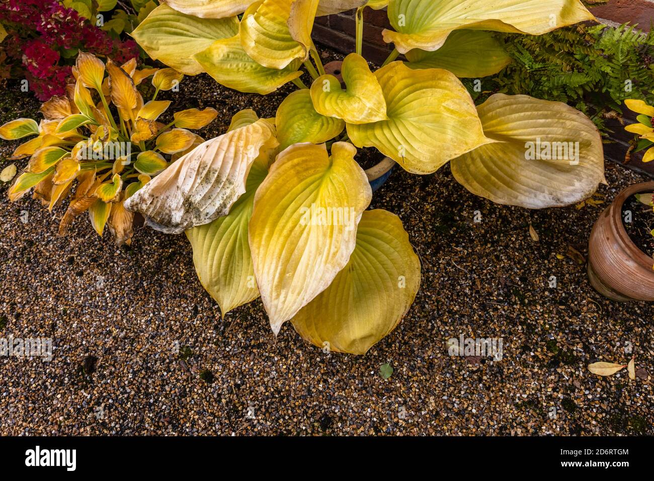 De grandes feuilles jaunes de Hosta à feuilles caduques (nénuphars plantain), 'son et substance', se meurent dans un jardin à Surrey, dans le sud-est de l'Angleterre Banque D'Images