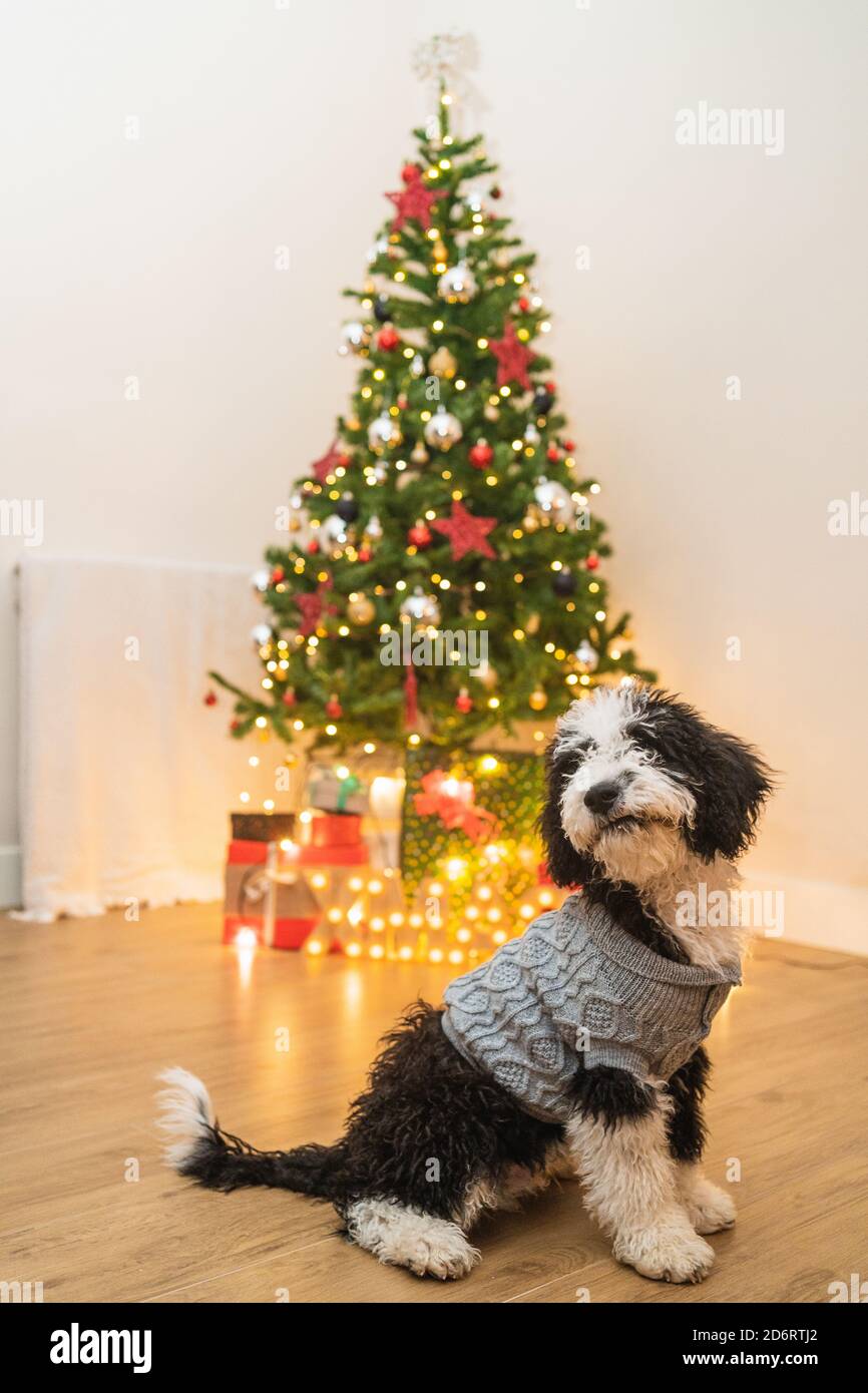 Adorable petit chien dans un chandail chaud dans une chambre confortable Avec sapin de Noël brillant Banque D'Images