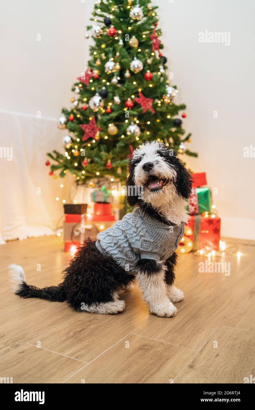 Adorable petit chien dans un chandail chaud dans une chambre confortable Avec sapin de Noël brillant Banque D'Images