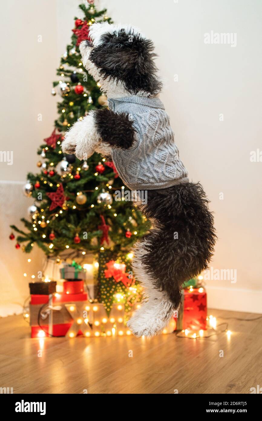 Adorable petit chien dans un pull chaud sautant et jouant Chambre confortable avec sapin de Noël lumineux Banque D'Images