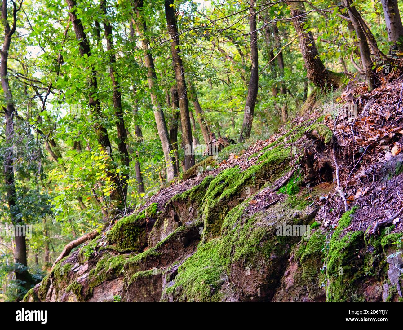 Steiniger, mit Moos bewachsener Wald Banque D'Images