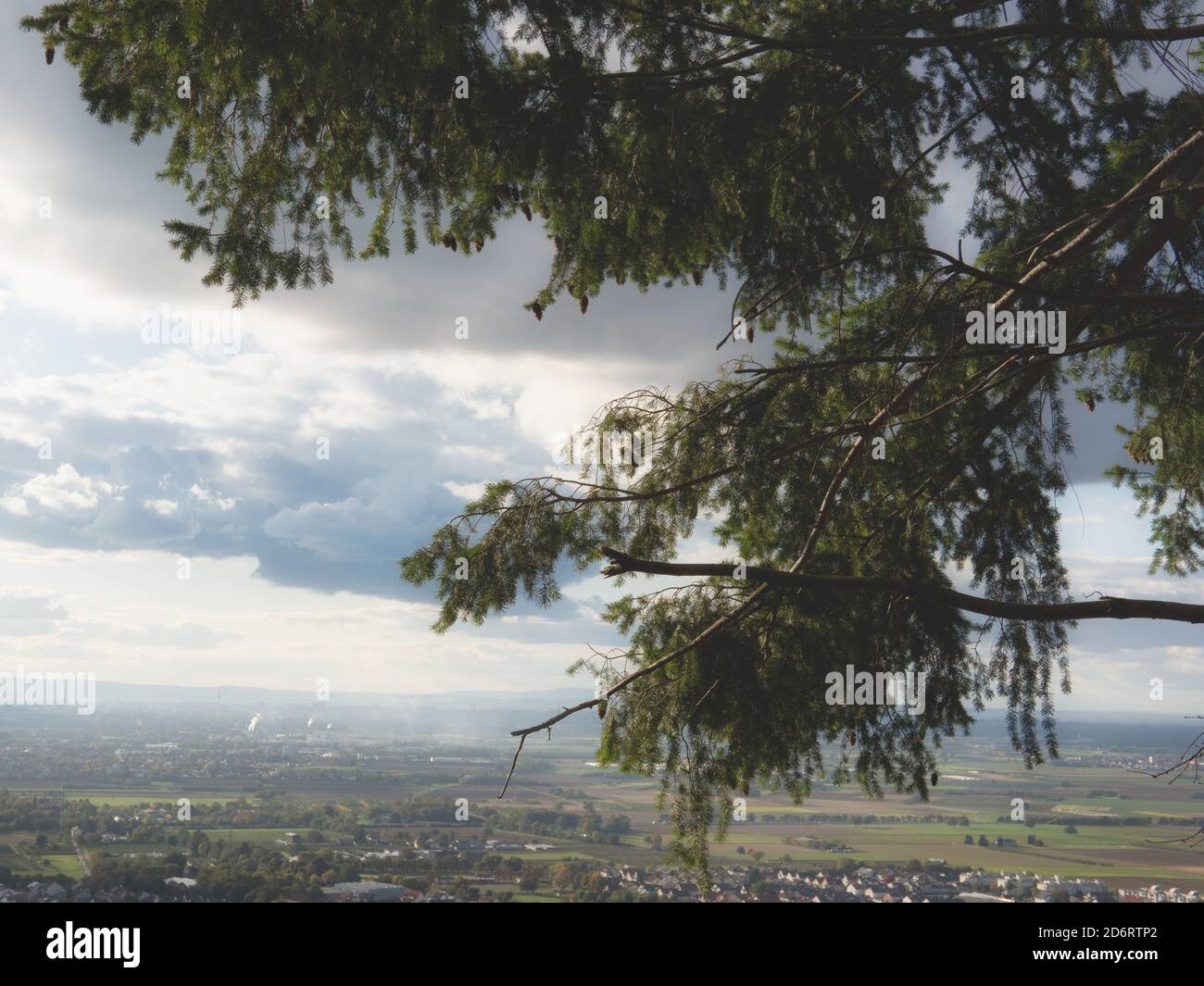 Nadelbaum im Nebel Banque D'Images