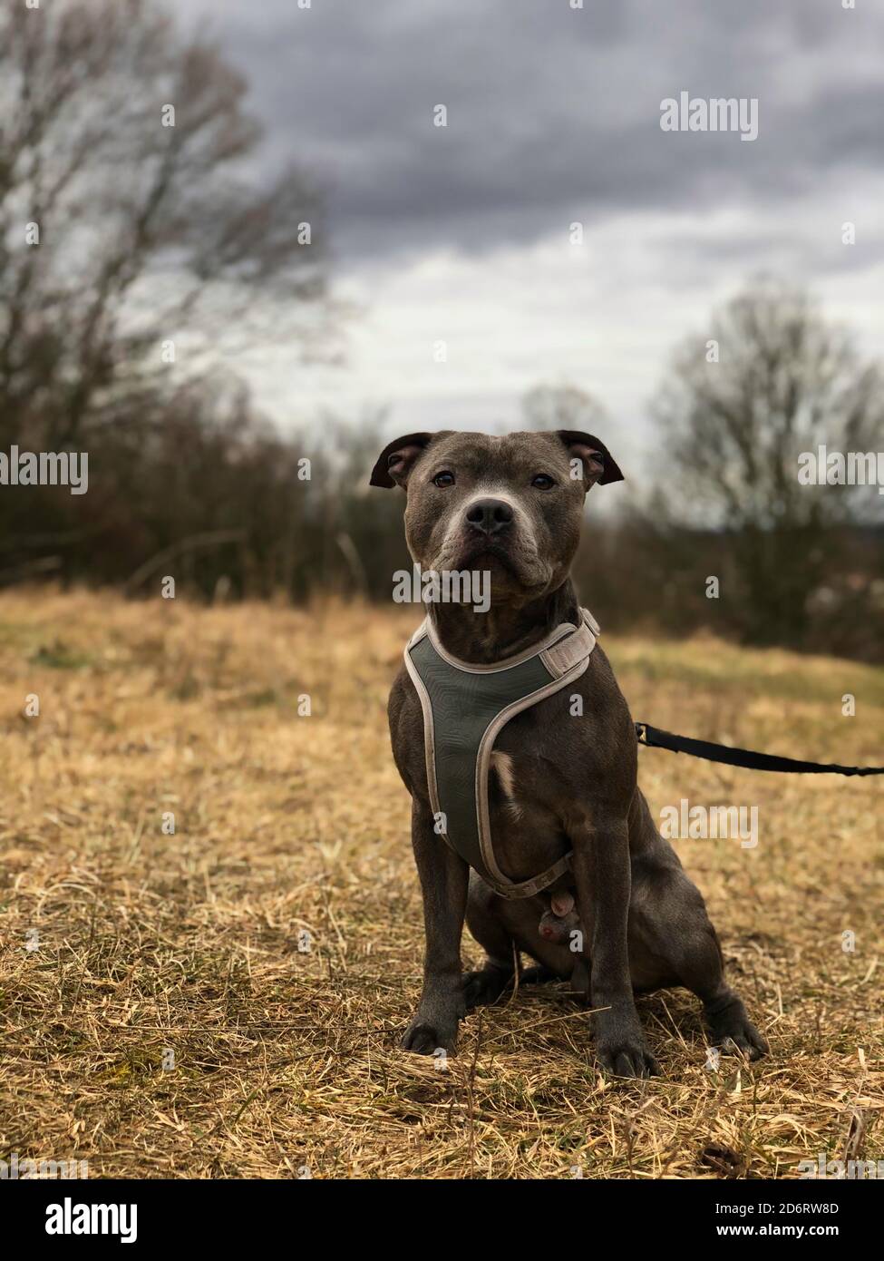 English Staffordshire Bull Terrier se trouve à l'extérieur pendant la sombre journée. Fièrement Blue Staffy avec harnais pour chien sur une laisse. Banque D'Images