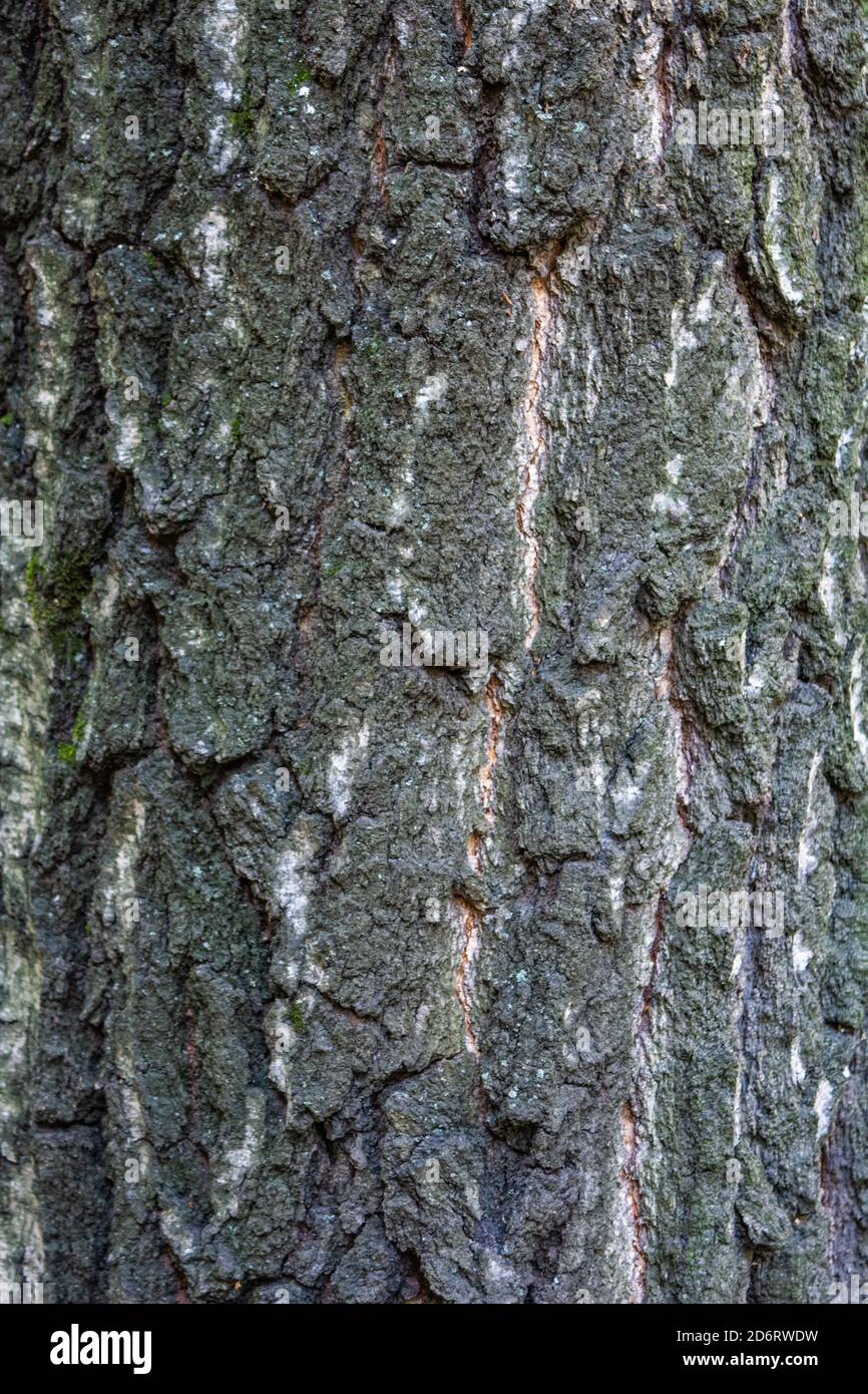 La texture de l'écorce de bouleau vieille avec mousse verte. L'écorce de bouleau blanc sur un tronc d'arbre Banque D'Images