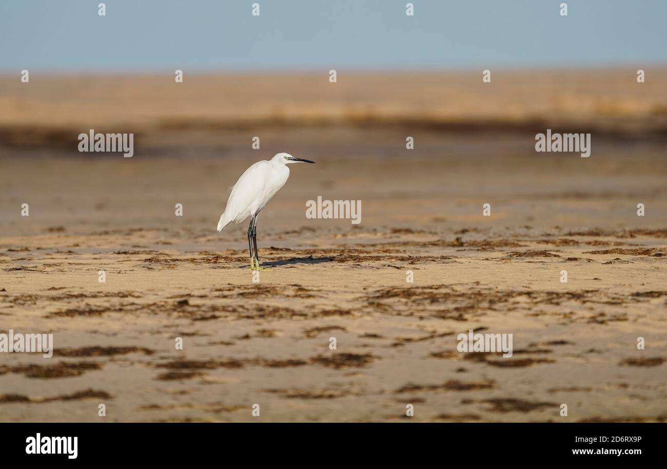 Petit aigrette, Egretta garzetta reposant sur une large plage près de Tarifa, Andalousie, Espagne. Banque D'Images