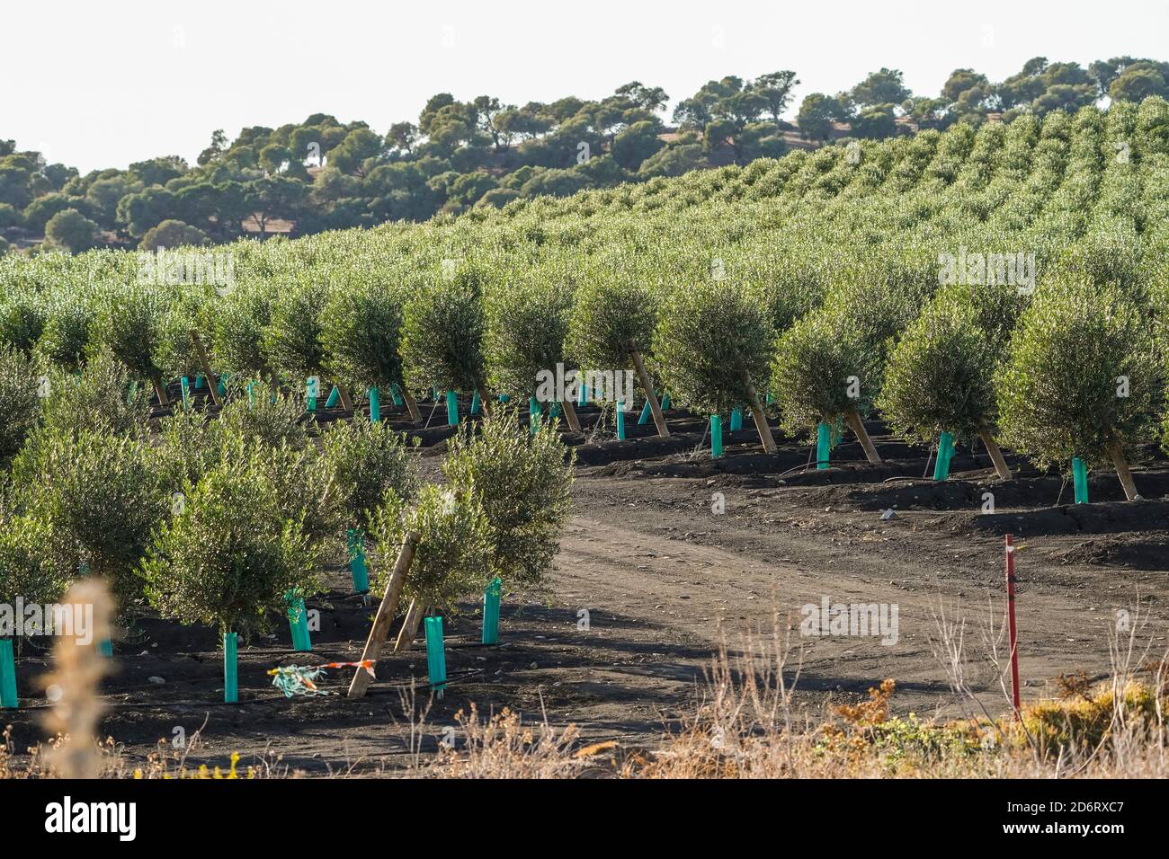 Culture d'oliviers, ferme d'oliviers, la Janda, Cadix, sud de l'Espagne. Banque D'Images