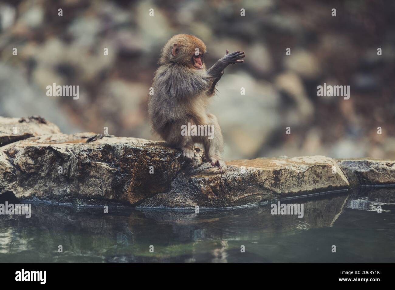 Vue latérale d'un singe-neige calme assis sur une pierre à proximité lac de Jigokudani Monkey Park à Yamanouchi et nettoyage de la fourrure Banque D'Images