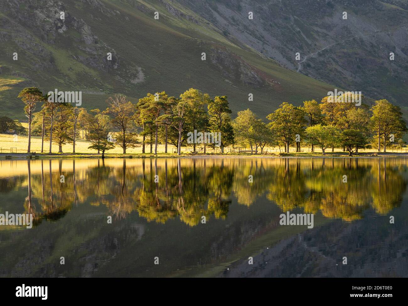 Été réflexions tôt le matin sur Buttermere dans le Lake District, Cumbria Angleterre Royaume-Uni Banque D'Images