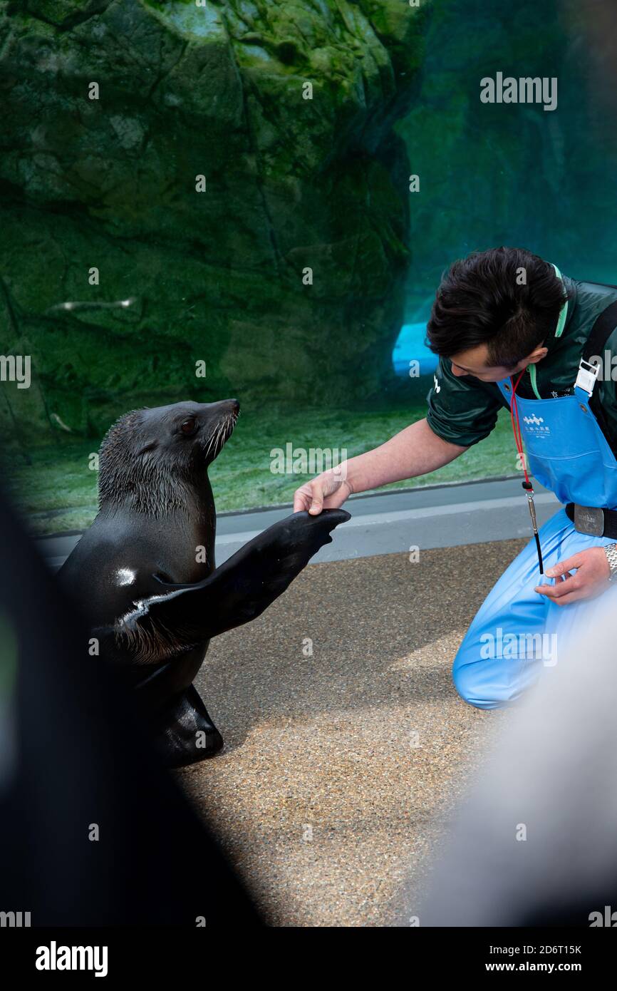 KYOTO, JAPON - 20 janvier 2020 : dans l'aquarium de Kyoto, un ouvrier secoue la main d'un des phoques pendant le spectacle d'alimentation des phoques. Banque D'Images