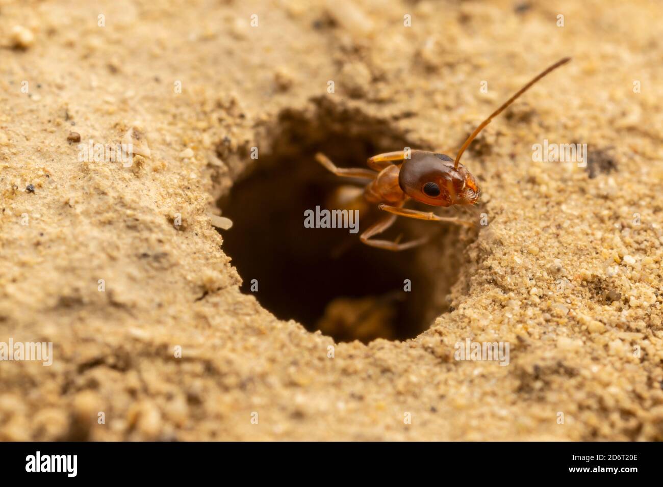 Un ouvrier de Pyramid Ant (Dorymyrmex flavus) à l'entrée de sa colonie souterraine. Banque D'Images