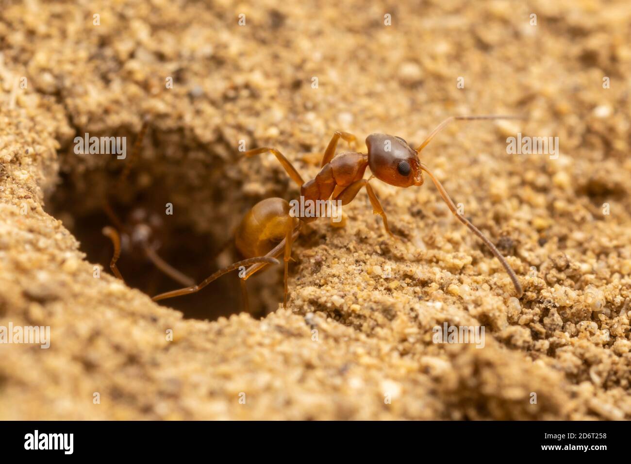 Un ouvrier de Pyramid Ant (Dorymyrmex flavus) à l'entrée de sa colonie souterraine. Banque D'Images