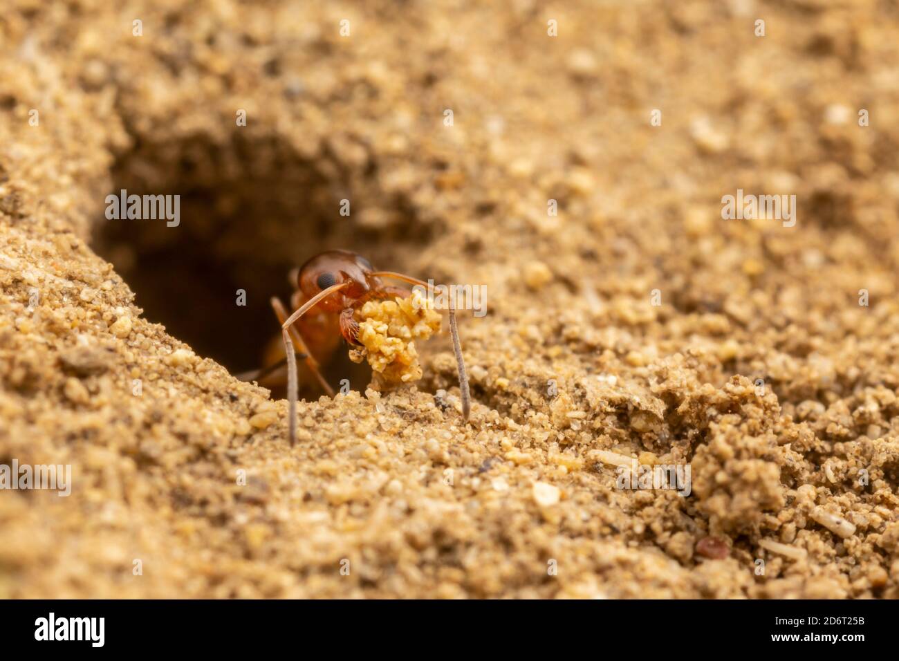 Un travailleur de Pyramid Ant (Dorymyrmex flavus) enlève le sol sableux de sa colonie souterraine. Banque D'Images