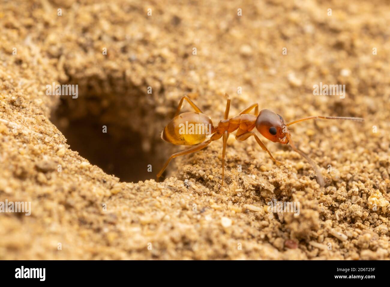 Un ouvrier de Pyramid Ant (Dorymyrmex flavus) à l'entrée de sa colonie souterraine. Banque D'Images