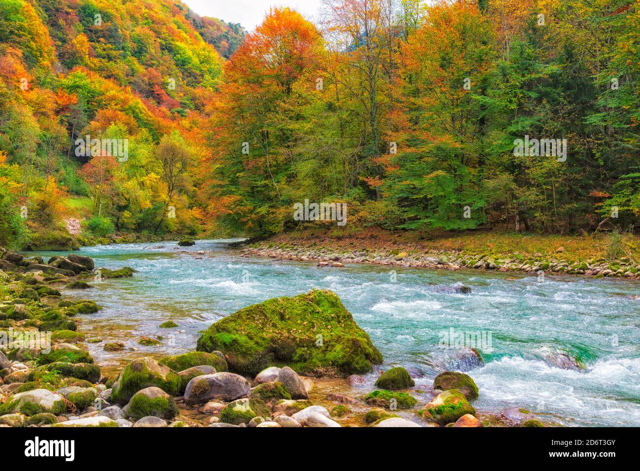 Paysage d'automne. Feuilles colorées sur les arbres. Rivière traversant une forêt. Banque D'Images