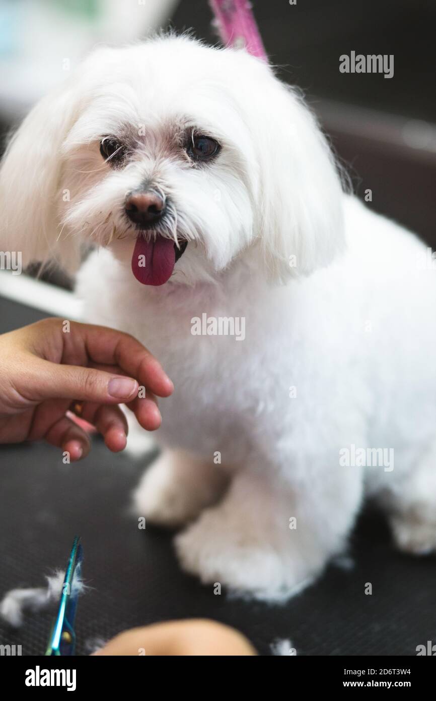 De dessus de joli chien doux de race avec la langue dehors assis sur une table de toilettage près de la tondeuse anonyme crop Banque D'Images