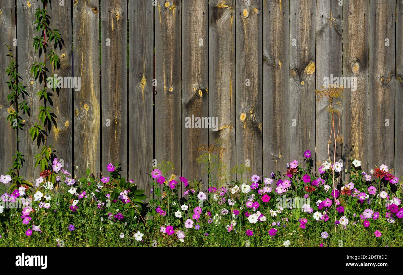 Belles fleurs devant une clôture en bois. Arrière-plan rustique avec un espace pour votre texte. Banque D'Images