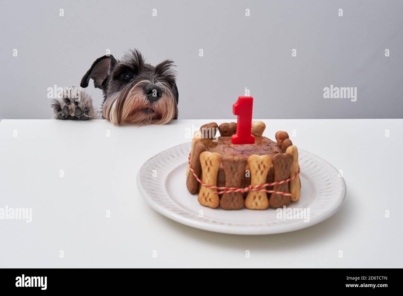 Adorable Chien Avec Gateau D Anniversaire De Biscuits D Os Et De Pate Decoration Avec Bougie Photo Stock Alamy