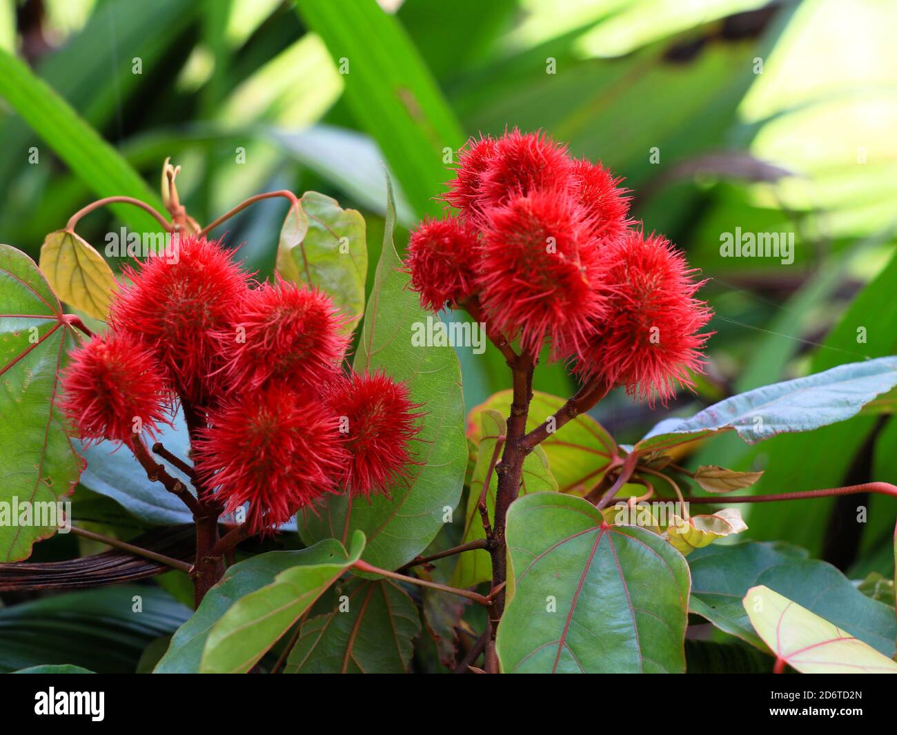 Graines de Bixa orellana ou Achiote utilisées pour la coloration alimentaire naturelle, foyer sélectif Banque D'Images