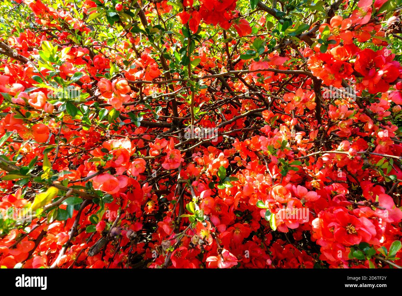 Chaenomeles x superba Texas Scarlet arbustes fleuris jardin de printemps fleurs Banque D'Images