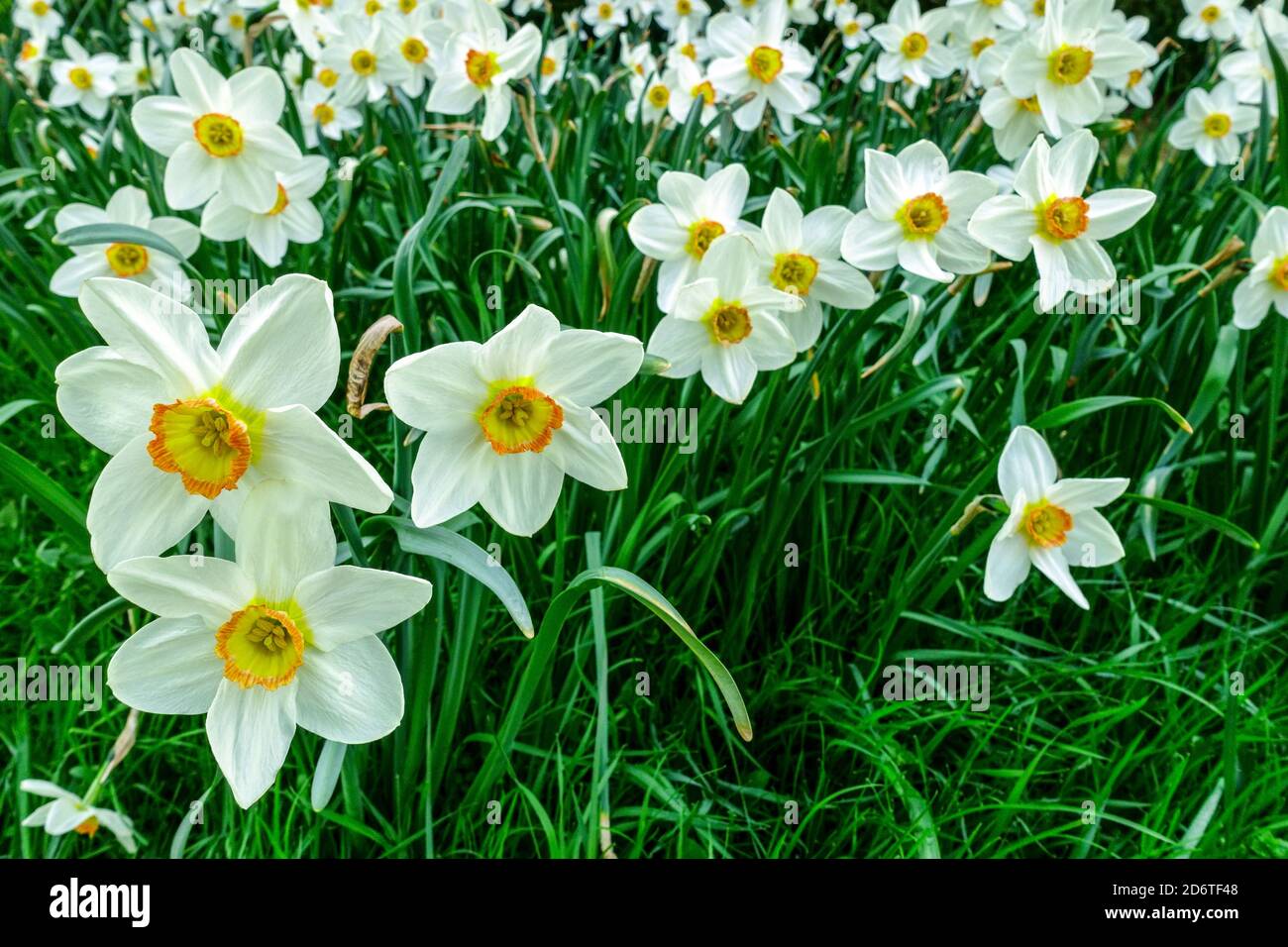 Jardin de printemps bordure fleurs jonquilles 'Geranium' Narcisse dans la pelouse Banque D'Images