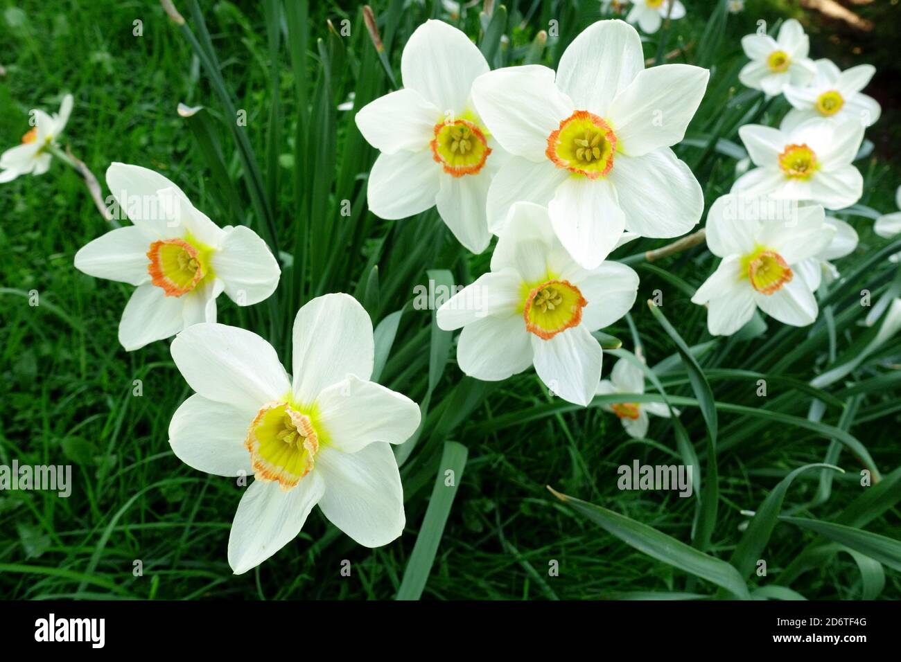 Jardin de printemps bordure fleurs jonquilles blanc Narcisse 'Geranium' Banque D'Images