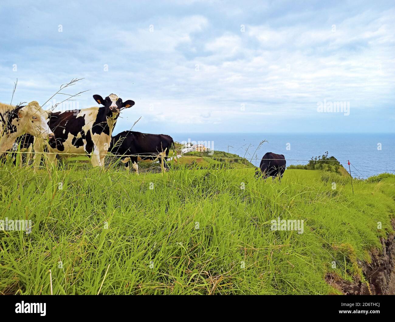 Pâturage des vaches dans un champ d'herbe. Un groupe de vaches se broutent dans un pré ou une plaine contre le paysage marin de l'île de Madère tout en regardant la caméra. Banque D'Images