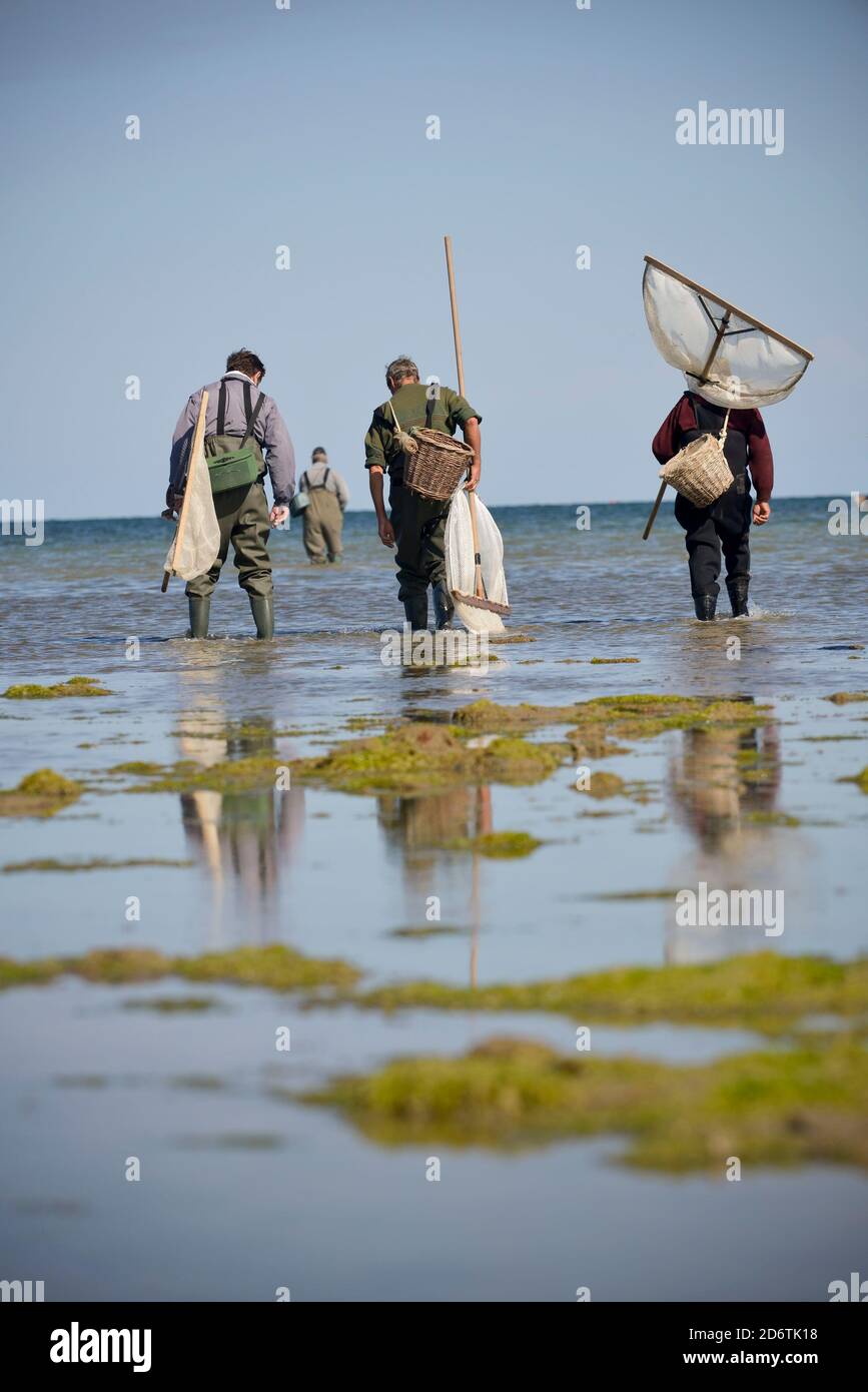 Sainte-Marie-du-Mont (Normandie, Nord-Ouest de la France) : pêche à la crevette, vue de l'arrière sur la plage Banque D'Images