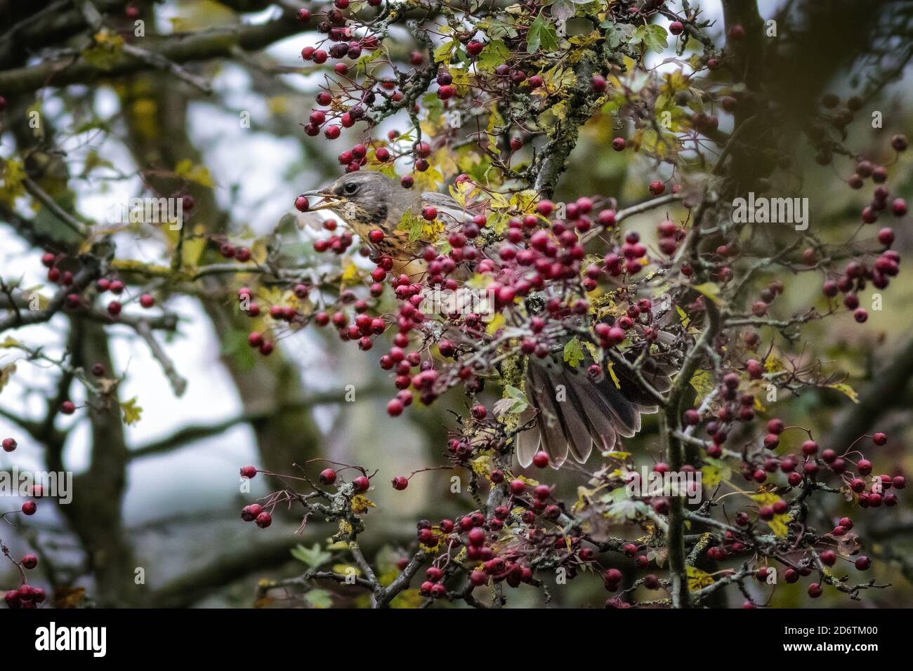 19 octobre 2020: UK Wildlife: Fieldfare (Turdus pilaris) commence une frénésie alimentaire dans les arbres de l'aubépine à Wharfedale - un d'un grand troupeau vient d'arriver de leur voyage de migration. West Yorkshire. Rebecca Cole/Alamy News (c) Banque D'Images