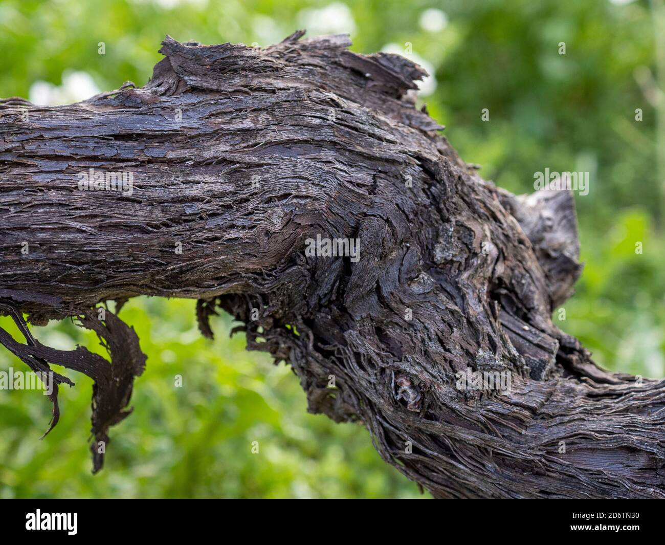 Vue en gros plan du tronc de la vigne. Détails de la peau Old Strain. Rainures du tronc de la vigne. Photographie macro Banque D'Images