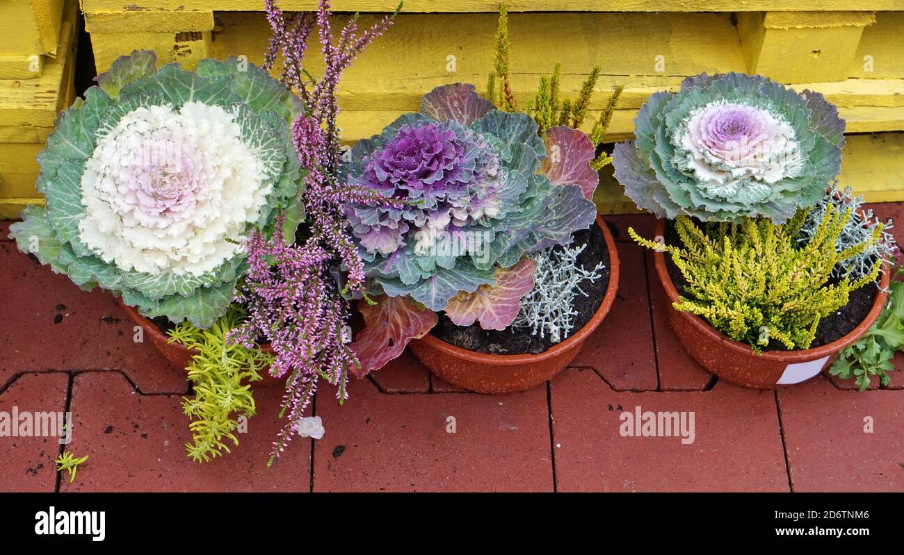 Chou-fleur décoratif en pot vendu dans une rue de la ville Banque D'Images