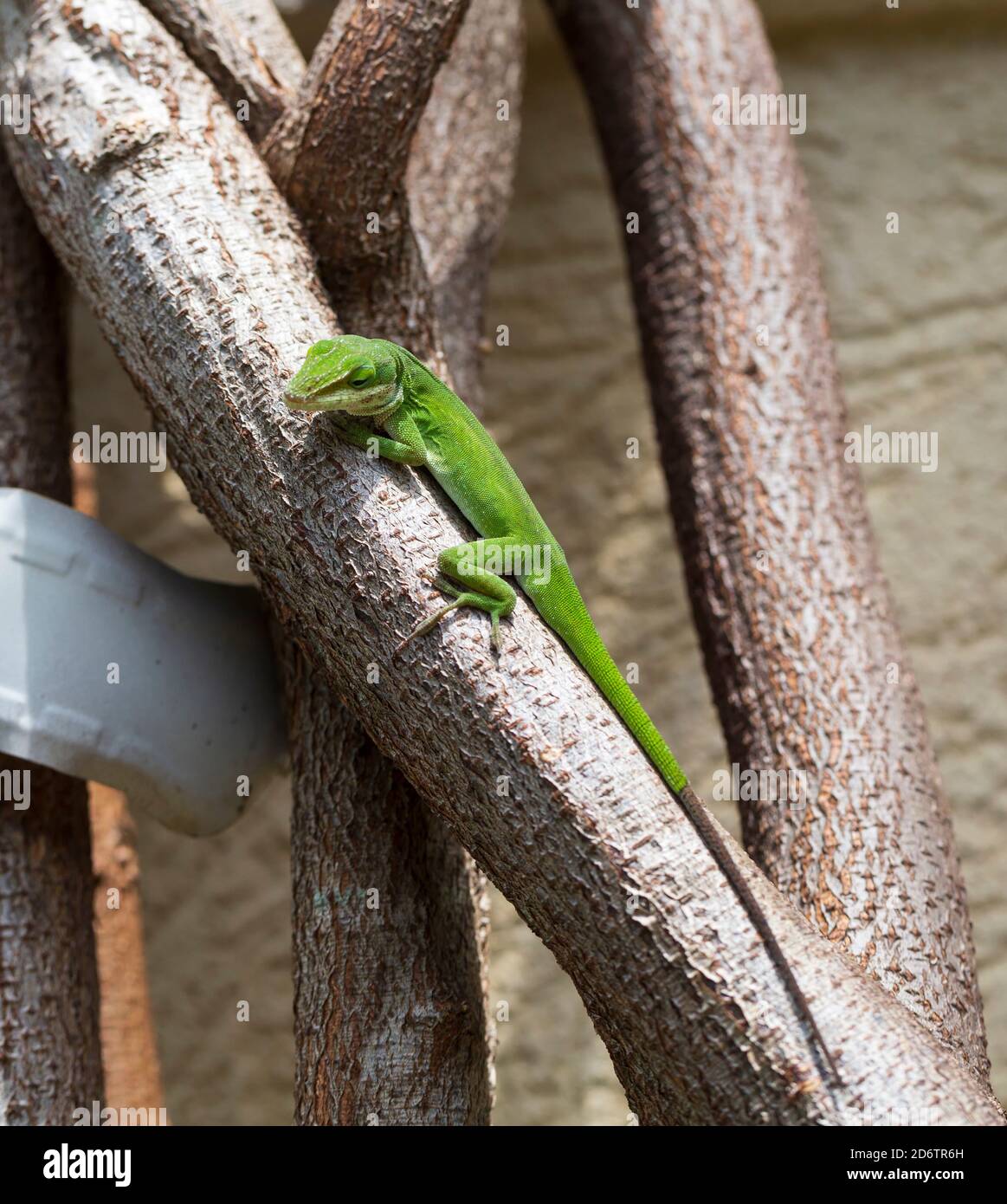 Lézard à anole vert américain. Ces anoles de Caroline changent de couleur de brun à vert, celui-ci a encore une queue partiellement brune. Banque D'Images