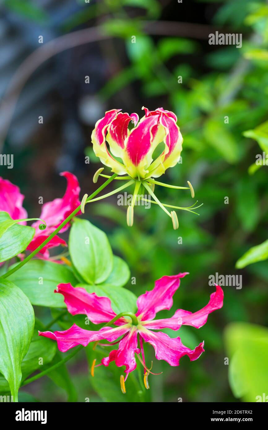 Gloriosa Lily, Gloriosa superba, un tubercule à feuilles caduques, en été, avec des fleurs rouges et jaunes d'un lys époustouflant. Banque D'Images