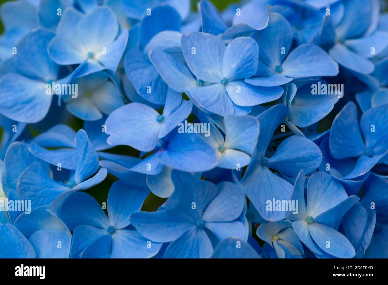 Hydrangea macrophylla, hortensia à tête de mobylette et fleurs bleues Banque D'Images