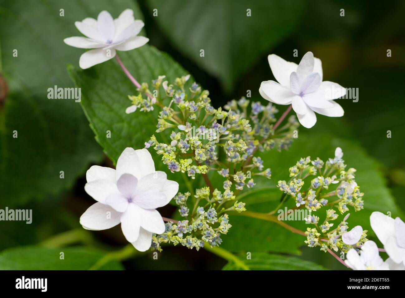 Hydrangea macrophylla, lacecap hydrangea avec deux fleurs blanches Banque D'Images