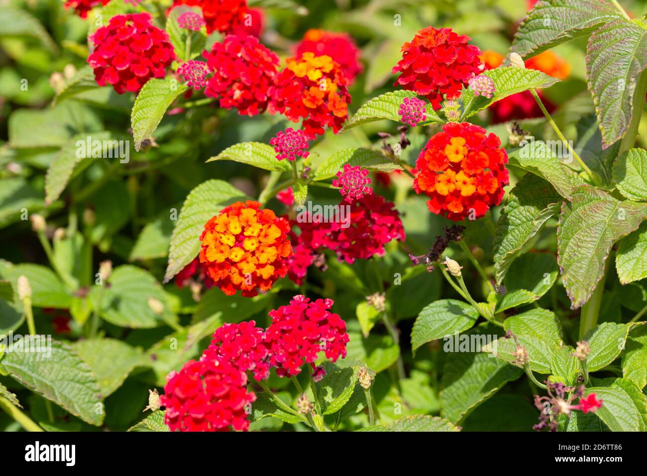 Lantana camara, Dallas Red. De magnifiques fleurs rouges et orange de la lantana rouge prolifique de Dallas. Banque D'Images