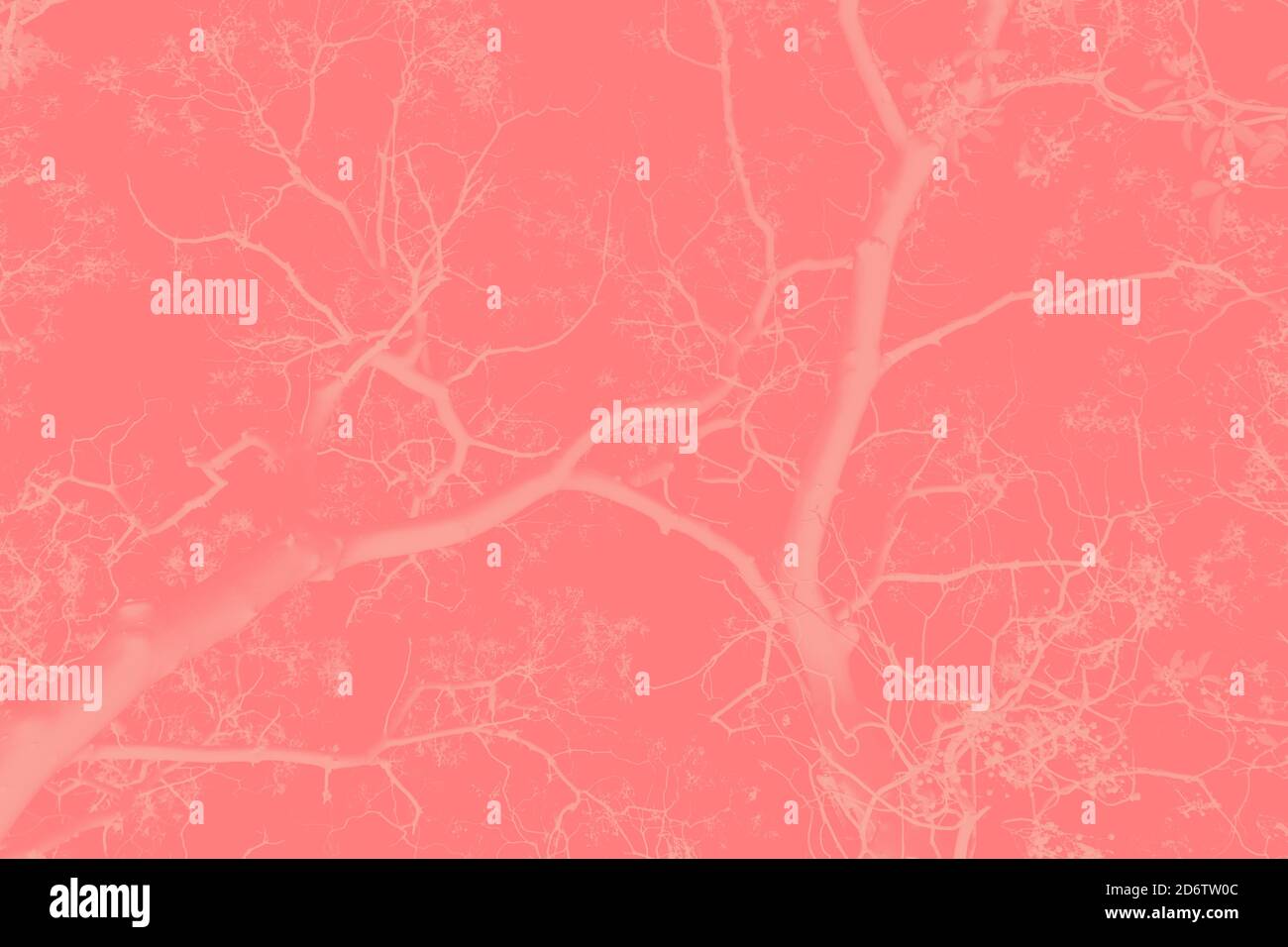 Branches de cerisiers en fleurs. Un arrière-plan ton pour la conception. Photo de haute qualité Banque D'Images