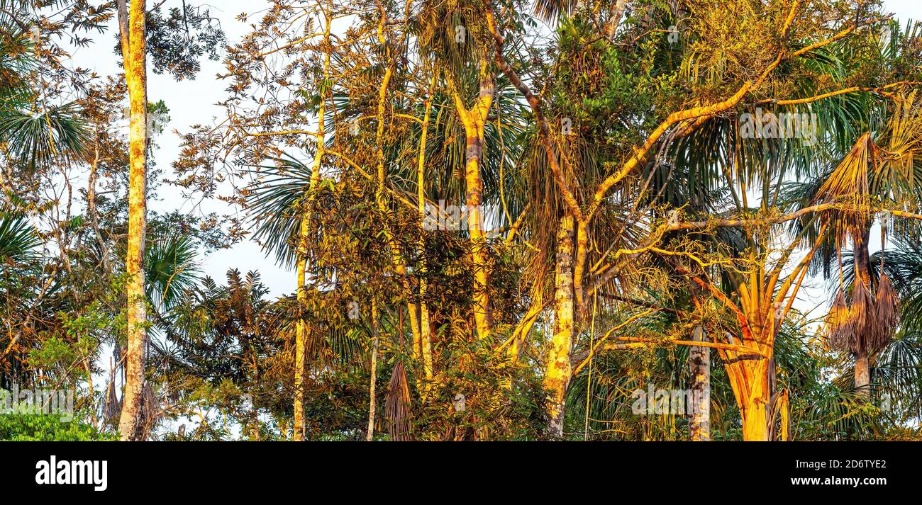 Végétation de la forêt amazonienne au coucher du soleil, comprenant les pays suivants : Brésil, Bolivie, Colombie, Équateur, Guyana, Pérou, Venezuela et Suriname. Banque D'Images