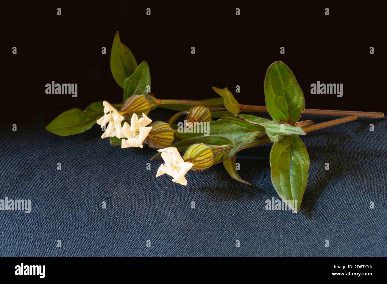 Silene latifolia avec feuille verte et fleur blanche sur fond noir. Plante florale à l'année durée Banque D'Images