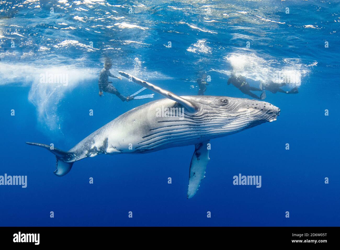 Une baleine à bosse juvénile, Megaptera novaeangliae, cavorts parmi les ronfleurs. Moorea, Polynésie française, Océan Pacifique Banque D'Images