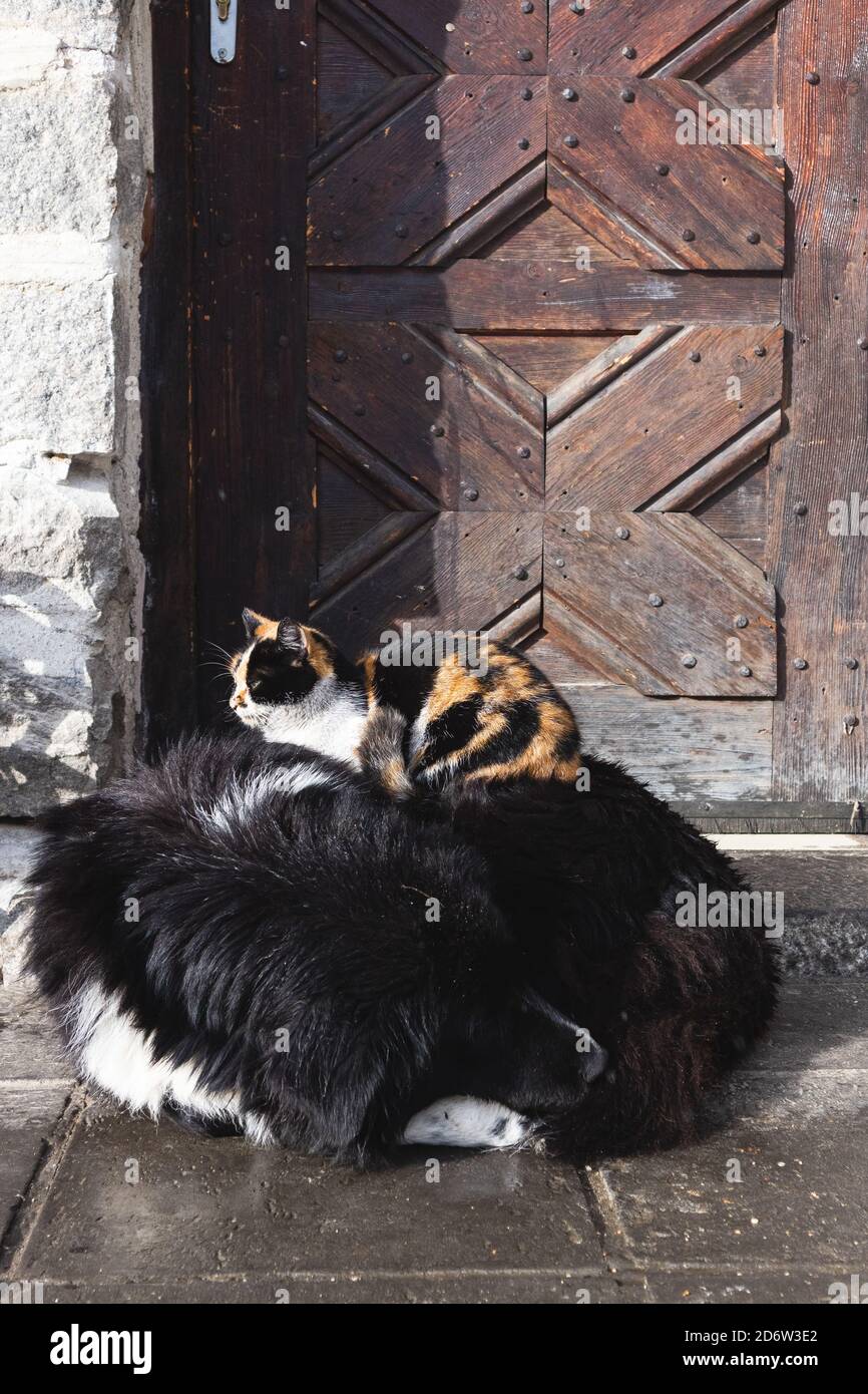 Tabby chat balayant sur un chien noir de berger bulgare. Se garder au chaud en hiver. Animaux isolés et sans abri par temps froid. Banque D'Images