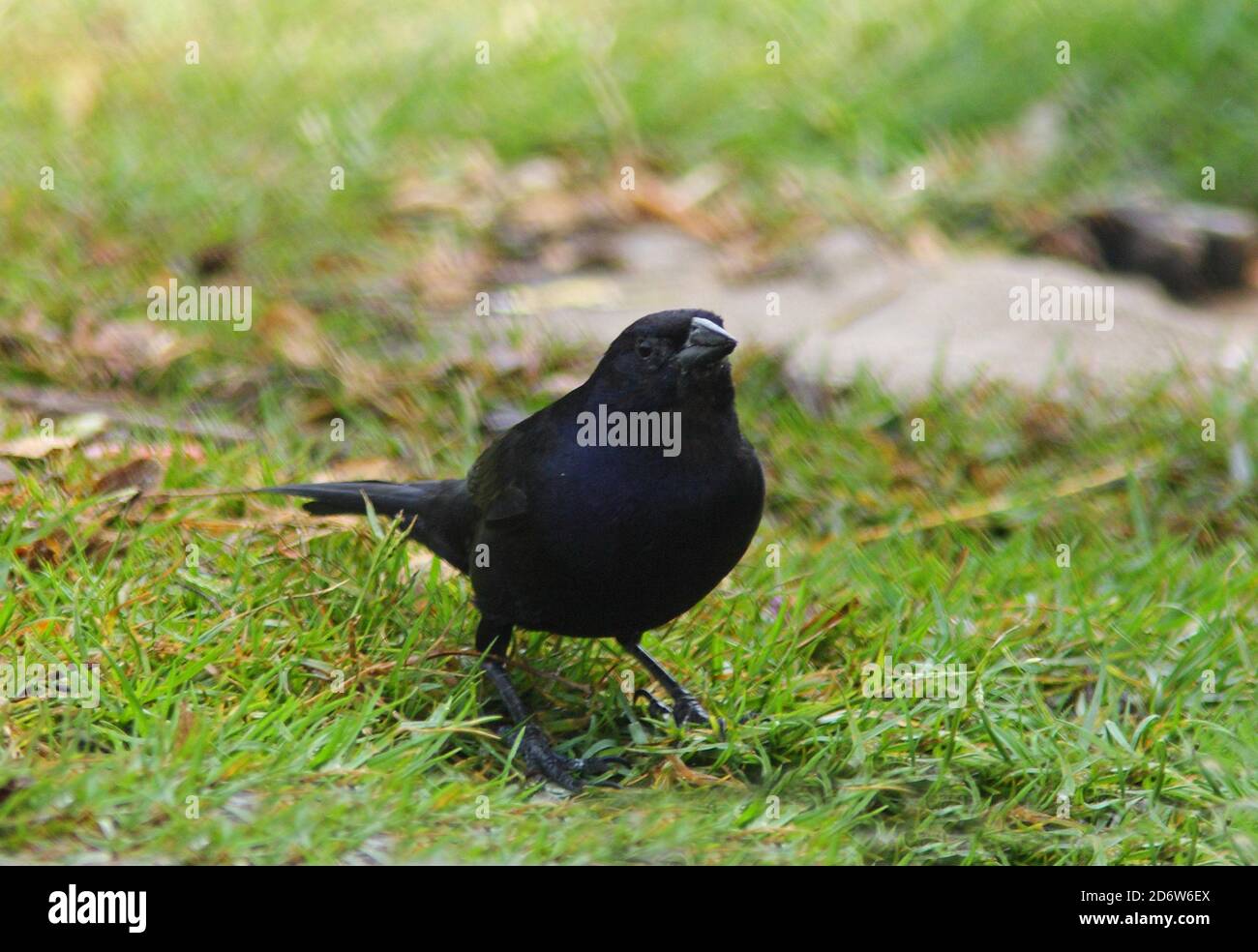 Cowbird brillant (Molothrus bonariensis) mâle au sol buvant de l'herbe inondée Buenos Aires, Argentine Janvier Banque D'Images