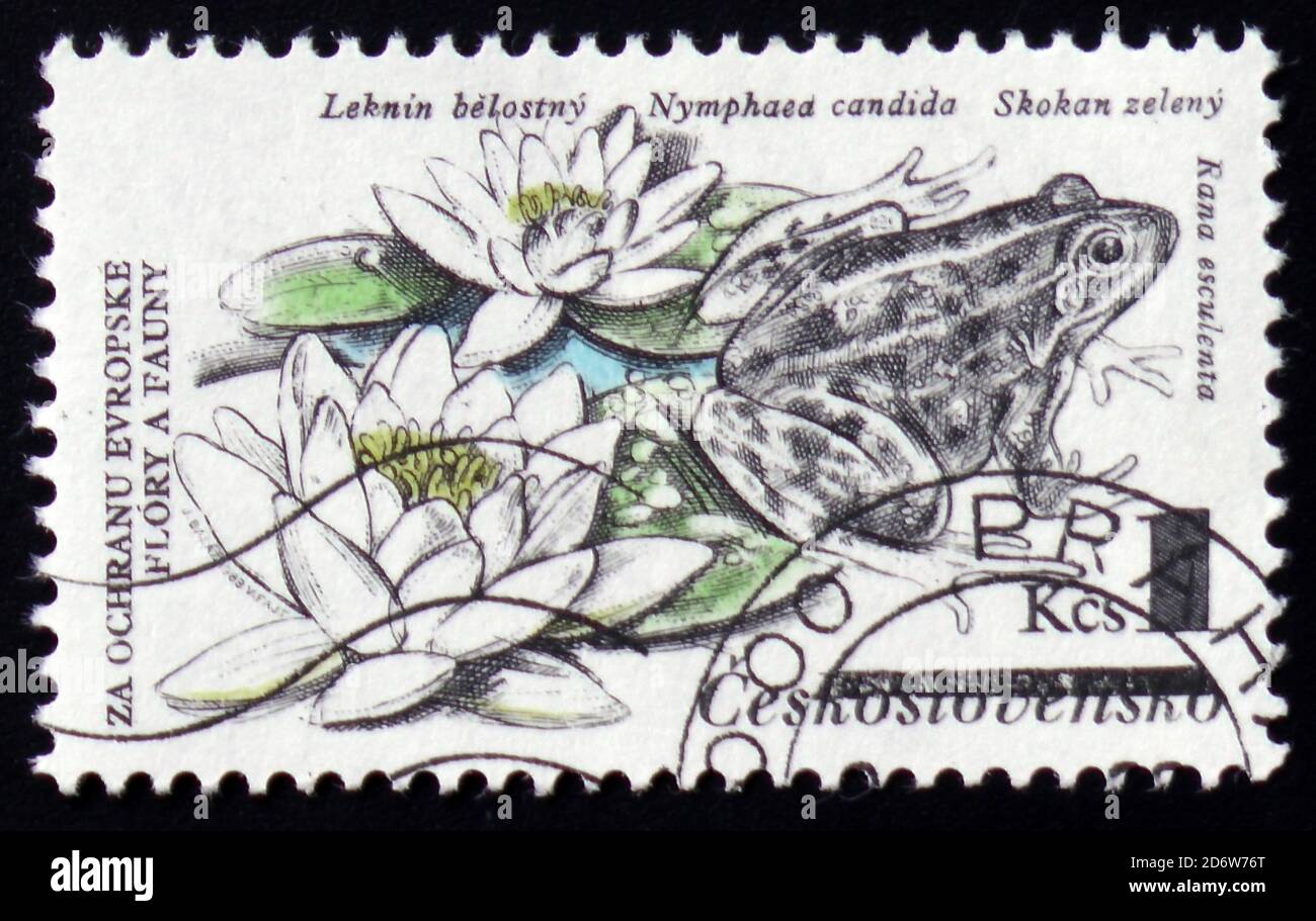 MOSCOU, RUSSIE - 12 FÉVRIER 2017 : un timbre imprimé en Tchécoslovaquie montre le Polophylax kl. Esculentus comestible, anciennement Rana esculenta, nénuphars, Banque D'Images