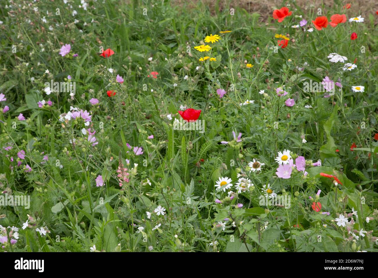 Section de champ de crête et de raie ensemencée de fleurs sauvages Colemans Hill Farm UK 2 mai 2020 photo 2 septembre 2020 Banque D'Images