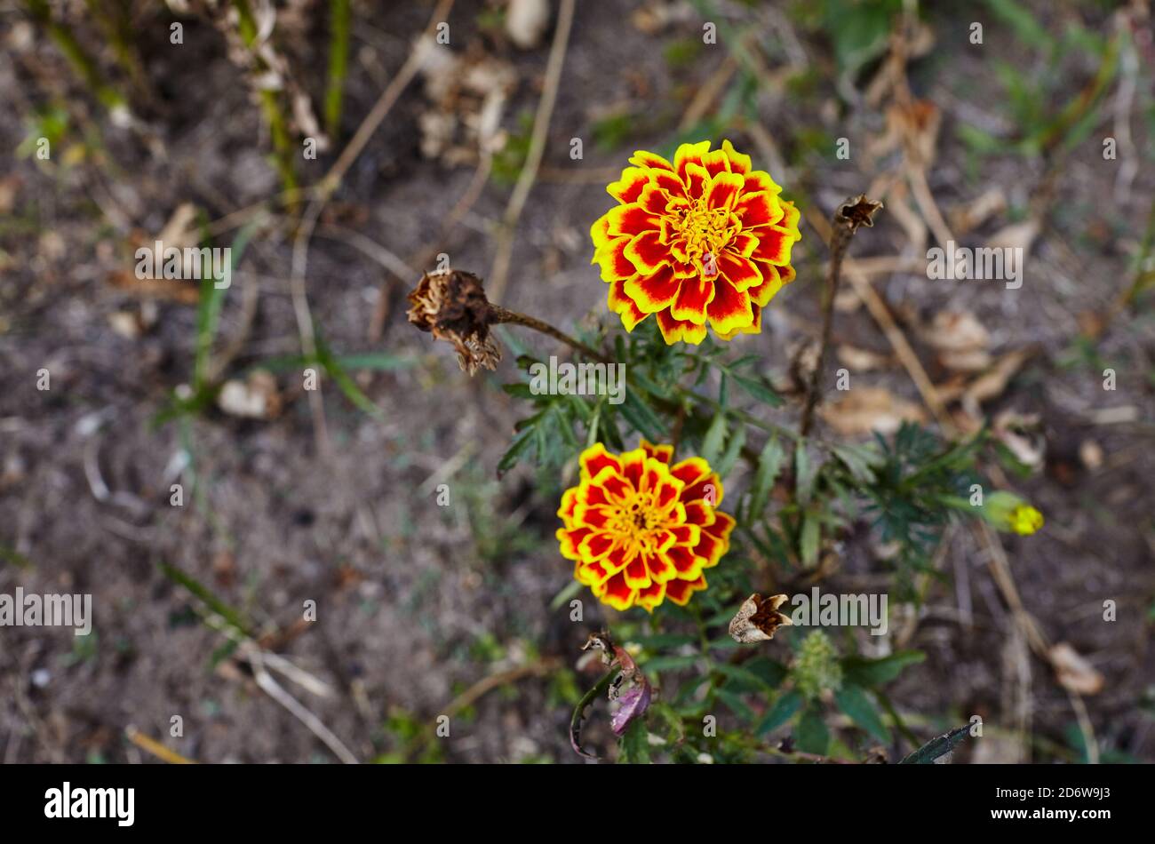 Gros plan sur les magnifiques fleurs et feuilles Marigold (Tagetes erecta, mexicain, aztèque ou marigold français) dans le jardin Banque D'Images