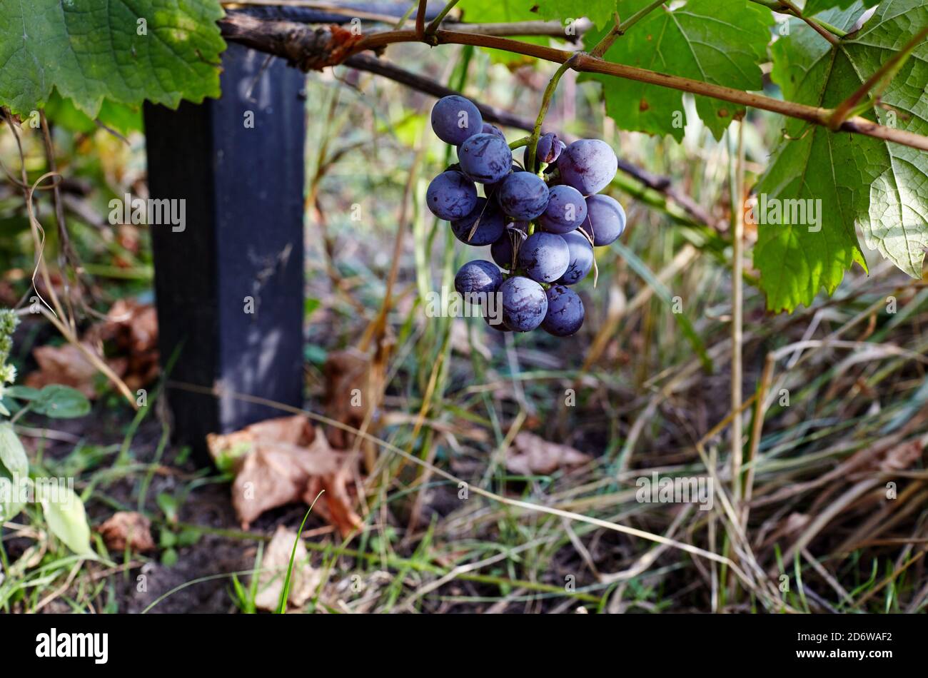 Bouquet de jeunes fruits de raisin mûrs bleu foncé frais lumière douce du soleil dans le vignoble pendant la saison de récolte Banque D'Images