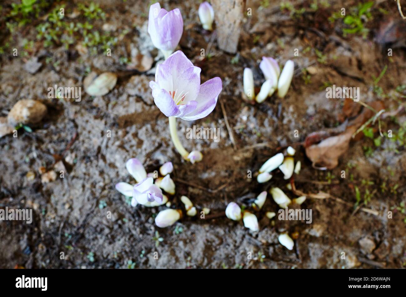 Fleurs violettes colchicum automnale - fleurs d'automne sous la lumière douce du soleil tôt le matin. Nom de famille Colchicaceae, Nom scientifique Colchicum Banque D'Images