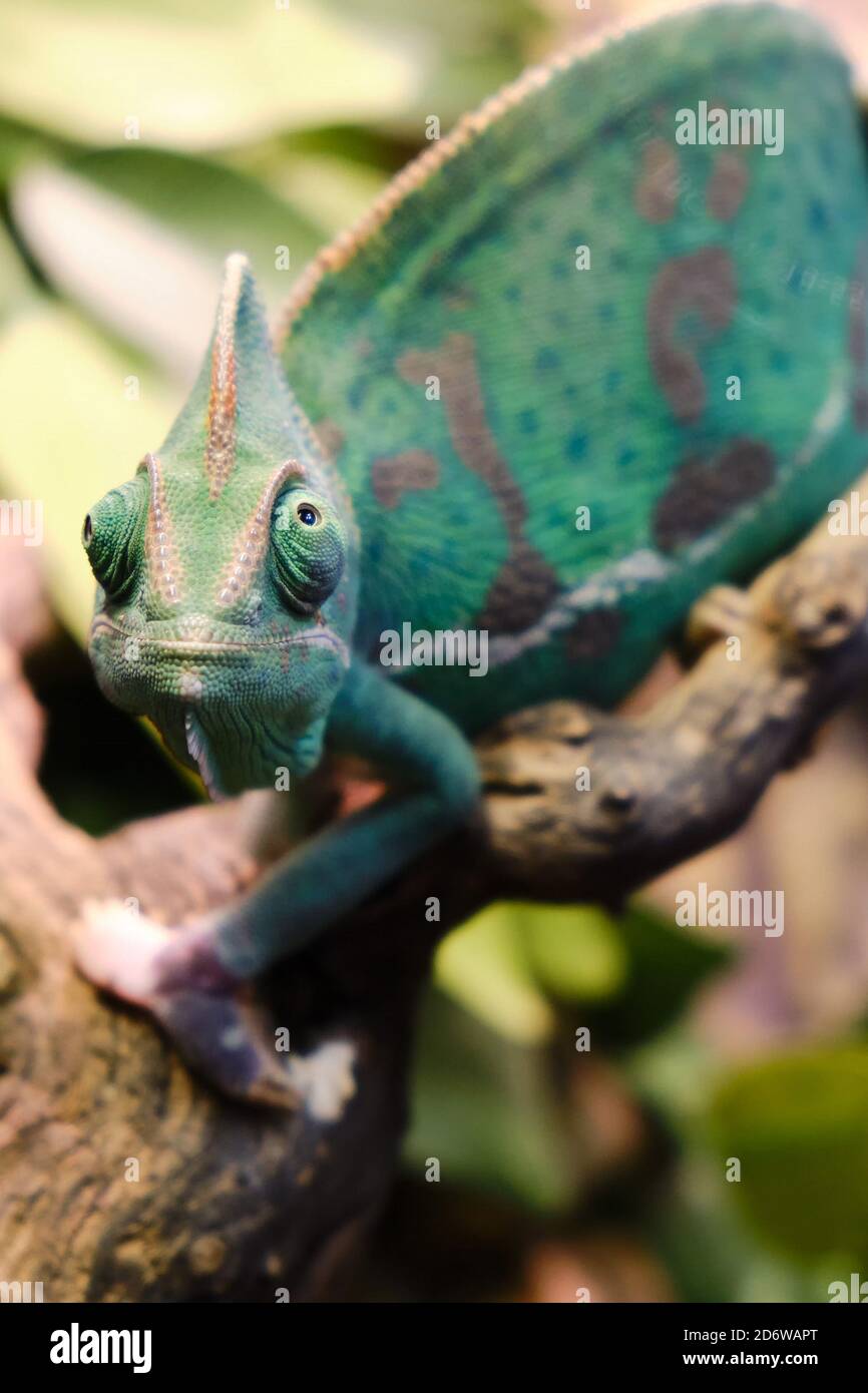 Le caméléon yéménite, ou camatelero calyptratus, est une espèce de lézards de la famille des caméléons. Un des plus grands représentants de salut Banque D'Images