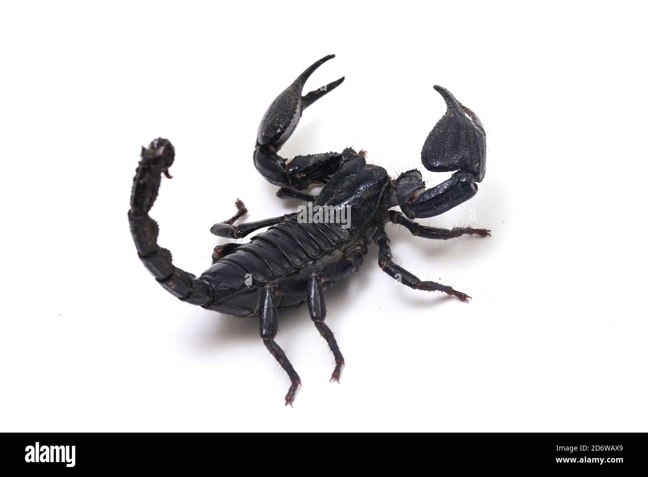 Le scorpion de la forêt noire asiatique (Heterometrus) peut être trouvé des insectes toxiques Dans les forêts tropicales de l'Asie isolées sur un fond blanc Banque D'Images